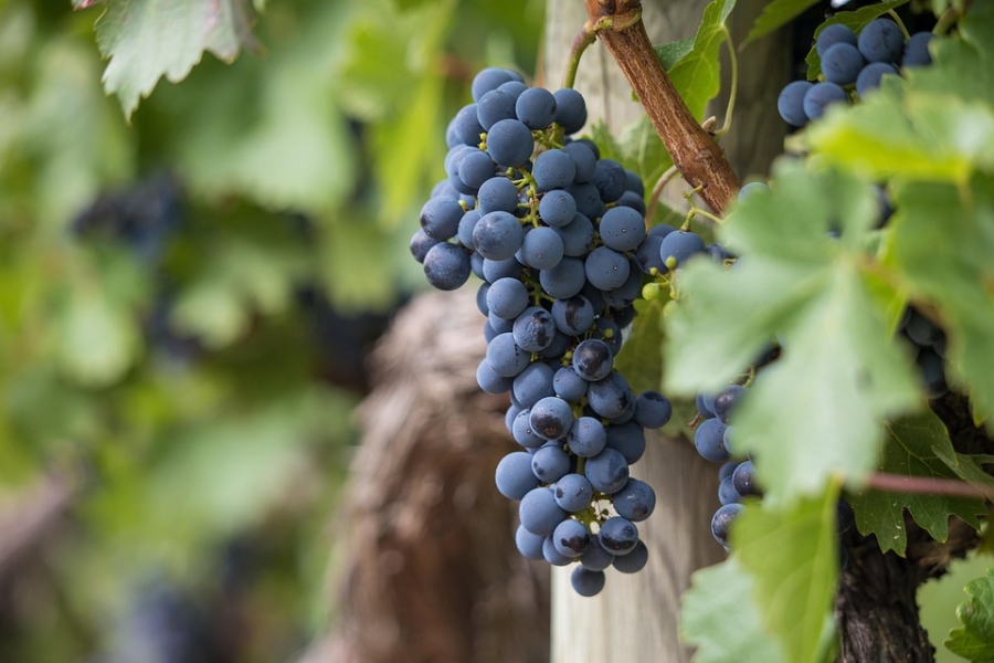 grapes-7157943_960_720